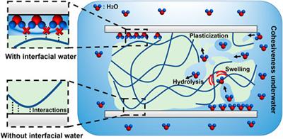 Rational design of adhesives for effective underwater bonding